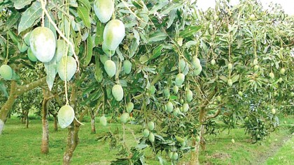 A mango orchard on 
250 acres to be set up