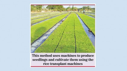 New farming method promises high yield for paddy farmers