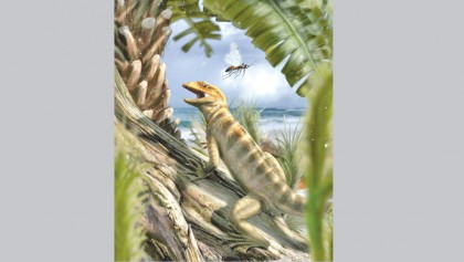 The mother of all lizards found in Italian Alps
