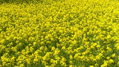 Farmers dismayed by falling mustard prices