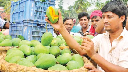 Mango hits Rajshahi markets