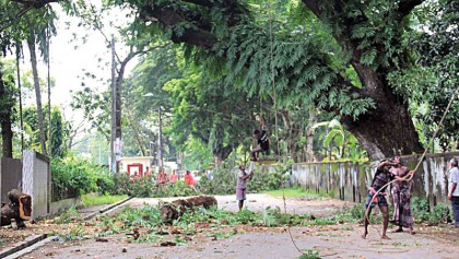 200-year-old tree faces the axe 