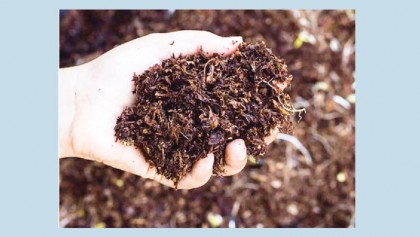 Vermicompost organic fertiliser gains popularity