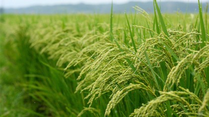 Labour crisis hits paddy harvesting in Jhenidah