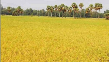 The drought-tolerant paddy