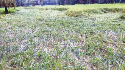 Rain wreaks havoc on paddy