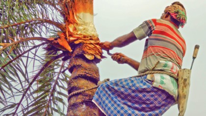 Extraction of date palm juice begins in Jhenidah