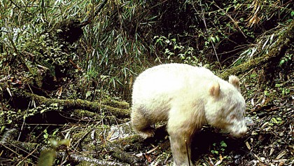 Rare albino panda caught on camera in China: State media