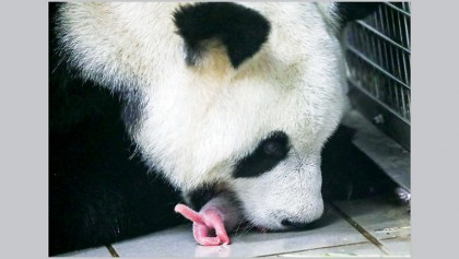 Rare baby panda twins born at Belgian zoo