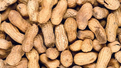 Skin patch may help 
with peanut allergy
