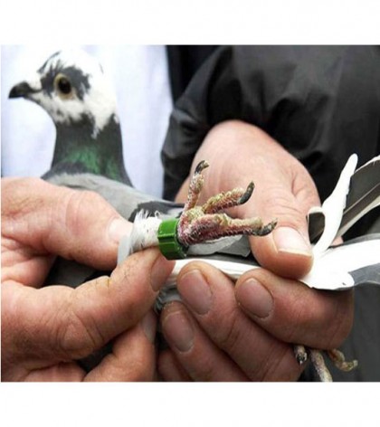 Pakistani 'spy pigeon' arrested in India