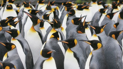 Antarctic penguins suffer ‘catastrophic’ breeding failure