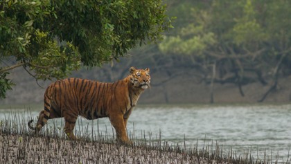 Sundarbans: Let's save our best friend