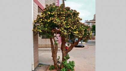 A cactus bearing 1,000 flowers
