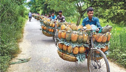 Chemicals ruining Madhupur’s legendary pineapples