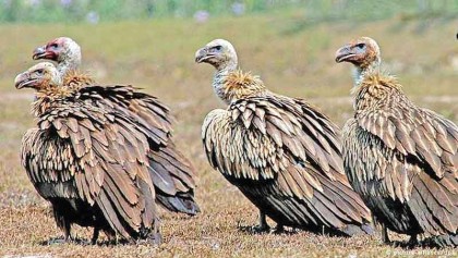 Need for saving vulture population stressed 