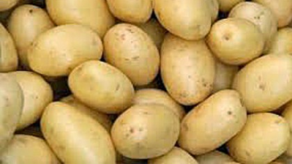 Farmers achieve record potato production 