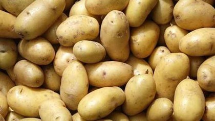 Bumper potato yield likely as farming target exceeds