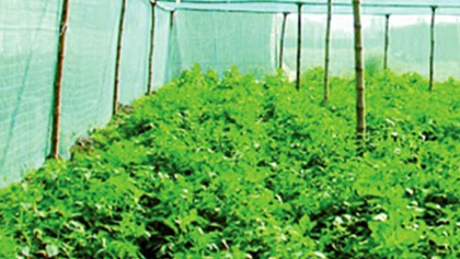 Seed-potato farming in enclosure gains popularity 
