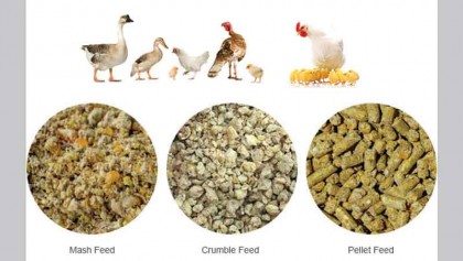 Ensure production of healthy poultry feed 