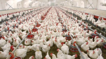 Poultry industry holds promise