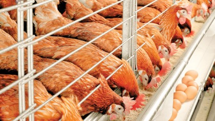 Promotion of poultry sector 