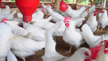 Hike in prices of materials hits poultry farms in north