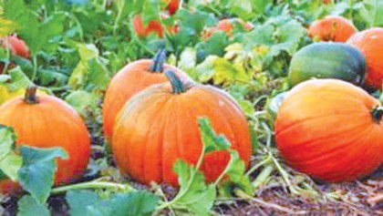Growers profit from pumpkin farming in Panchagarh