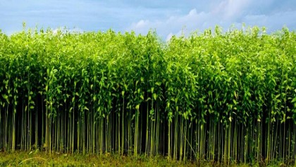 More land under jute cultivation this year 