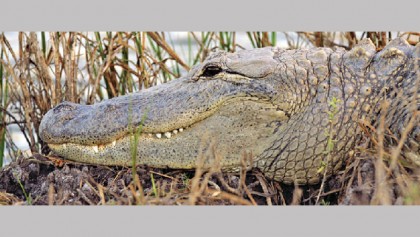 It is surprisingly rare for an alligator to kill a person
