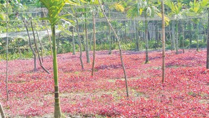 Growers profit from red amaranth