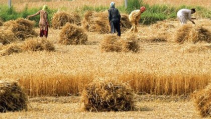 Short duration rice harvest 
creates jobs for poor