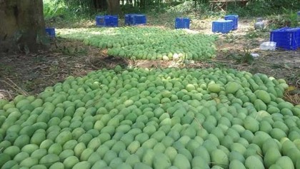 Rajshahi mangoes make inroad into Europe’s chain shops