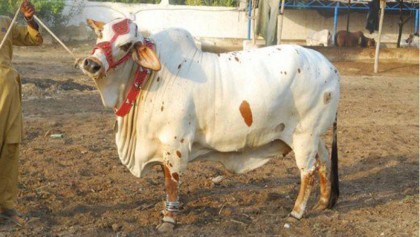 Shortfall shadow over sacrificial animals for Eid-ul-Azha