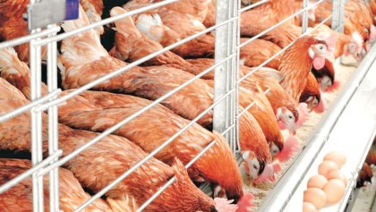 Promoting safe food 
in poultry sector  