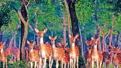 More than half of Sundarbans now designated as ‘sanctuary’