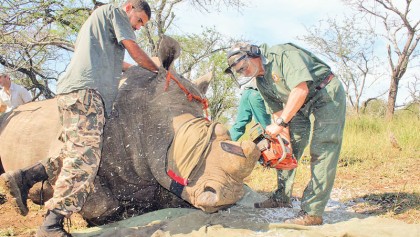 Chopping off horns save rhinos from poachers