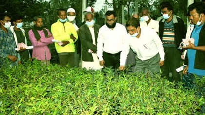 Scientific farming methods stressed for boosting tea production
