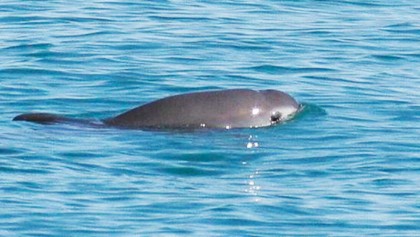 The sea creature no one can find