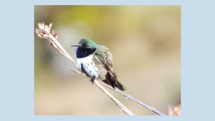 New species of hummingbird identified in Ecuador