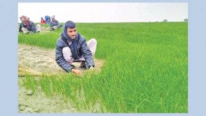 13.72 lakh tonnes of spicy crops expected in Rajshahi division