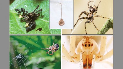 ‘Pirate spiders’ make a living by preying on other spiders