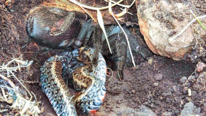 Monstrous spiders and centipedes that prey on large animals
