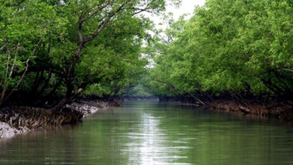 Forest Dept lacks capacity to conserve Sundarbans: 