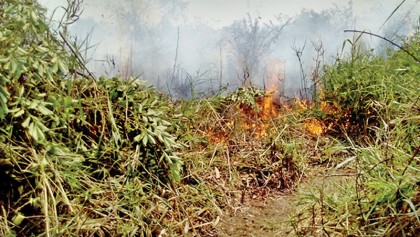 Sundarban bears the brunt of Yaas while shielding rest of the country