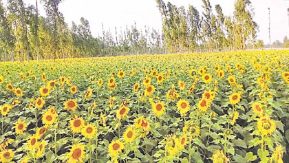 Kurigram farmers smile with sunflowers