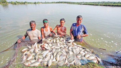 Rajshahi division attains surplus fish production