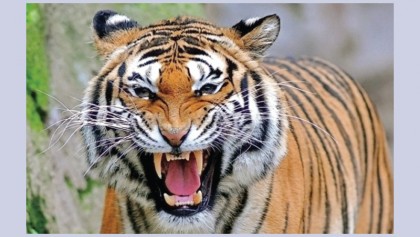 Villagers wary of tiger attacks near Bhola River