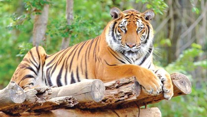 Preserve tiger habitat 