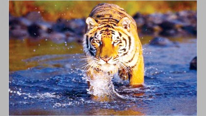 Tigers may go extinct in 50 years